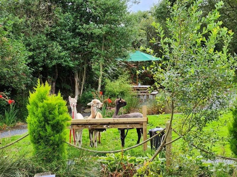 N. Ireland: Award Winning Guided Scenic Alpaca Trekking - BallyBurren Outdoor Escapes: The Starting Point and Facilities