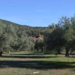 Nafplio: Olive Oil Estate Tour and Tasting - Visiting the Kotsonis Estate in Peloponnese