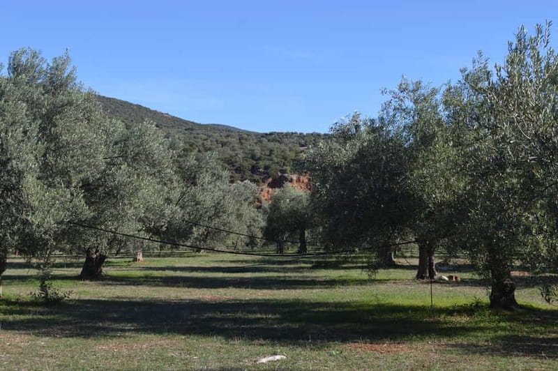 Nafplio: Olive Oil Estate Tour and Tasting - Visiting the Kotsonis Estate in Peloponnese