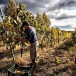 Naples: Mount Vesuvius Vineyard Tour w/ Lunch & Wine Tasting - Tasting a Selection of Local Wines