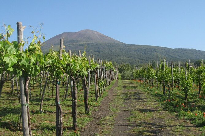 Naples transfer to Sorrento with stop at Winery or Vice Versa - Scenic Transfer with a Stop on the Vesuvius Slope