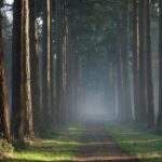 National Park Veluwe Guided Walk with Coffee and Cake - Discover the Highest Point and Historic Fire Watchtower
