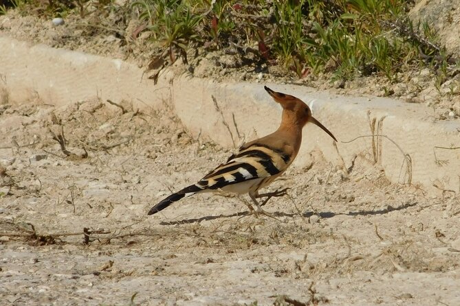 NATURA TOUR - Countryside of Lagos - ECO TUK and LOCAL guide - Exploring Odiáxere’s Rural Charm and Local Life