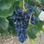 Naxos: Private Wine Three and Half-Hour Experience - Discovering Naxos’ Historic and Scenic Settings