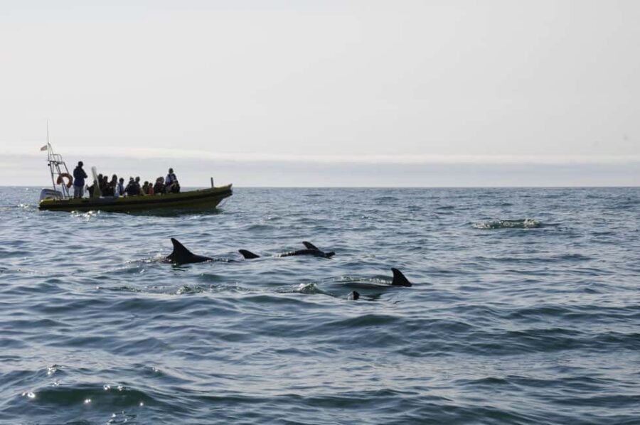 Nazaré: Dolphin Safari - Starting Point and Tour Duration in Nazaré