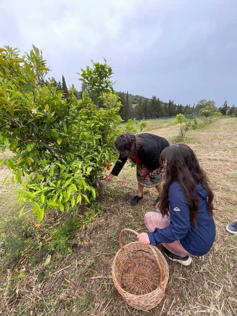 Near Cagliari: Wild Herbs and Healing at "In Our Garden" - How to Reach In Our Garden from Cagliari by Public Transport