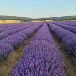 Nessebar: Old Town Photo Spots Mobile Map and Route - Pricing, Booking, and Cancellation Policies