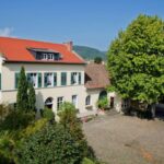 Neustadt: Wine tasting with cellar tour and vineyard tour - Exploring the Historic Wooden Barrel Cellar