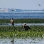 Nida: Bird-Watching Adventure in Nemunas Delta - Starting from Nida’s Port for a Scenic Bird-Watching Boat Ride