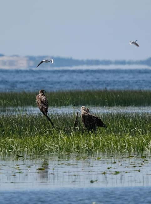 Nida: Bird-Watching Adventure in Nemunas Delta - Starting from Nida’s Port for a Scenic Bird-Watching Boat Ride