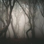 Night Tour in Hoia Baciu Forest - Practical Details: Transportation and Equipment