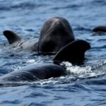 No chase Whale & Dolphin tour putting Marine Life first - we care - Scenic Views of Tenerife’s South Coast and Mount Teide