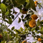 Nonna Concettina Sorrento lemon tour Lemon Tour - Tasting an Authentic Sorrento Lemon Aperitif