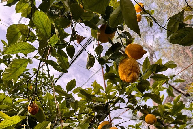 Nonna Concettina Sorrento Lemon Tour - Exploring the Lemon Grove and Cultivation Methods