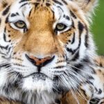 Nordens Ark Entry Ticket - The Mission of Nordens Ark: Saving Endangered Species