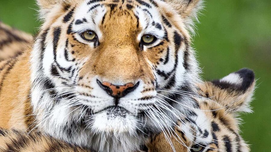 Nordens Ark Entry Ticket - The Mission of Nordens Ark: Saving Endangered Species