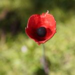 Normandy D-Day Beaches Private Canadian Sector from Caen - Starting at Ardenne Abbey: From Monks to Resistance Training