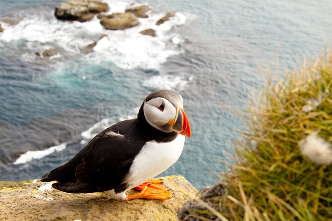 North East Coastal Trail Small Group Day Tour from Aberdeen - Encountering Wildlife at Bullers of Buchan