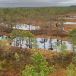 North Estonia: Nature and Mystery Tour - Exploring Viru Bog: Estonia’s Mysterious Natural Landscape