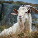 North Wales and Caernarfon Castle day tour from Chester - Visiting Conwy: Medieval Charm and Coastal Views