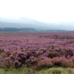 North York Moors and Whitby Day Tour from York - Scenic Drive Through the North York Moors National Park