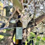 Northern Istria: Olive Oil Tasting with scenic landscape - Scenic Views Over Motovun and the Mirna Valley
