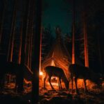 Northern Lights & Reindeer Experience - Visiting the Reindeer Fence Near Ivalo Airport