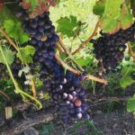 Northern Rhône Valley Wine tour from Lyon Half Day - Exploring the vineyards of Ampuis and Côte-Rôtie