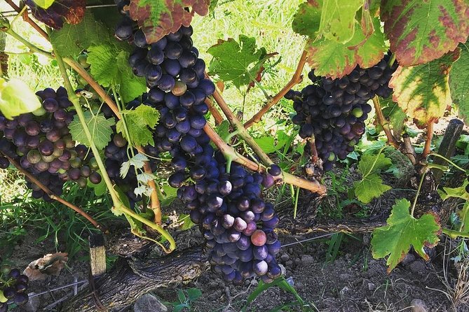 Northern Rhône Valley Wine tour from Lyon Half Day - Exploring the vineyards of Ampuis and Côte-Rôtie