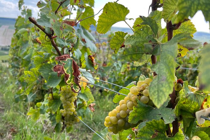 Not Your Average Champagne Tour - Day Trip From Paris (Private) - Starting the Day in Mailly-Champagne’s Grand Cru Vineyards
