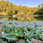 Novi Ligure: Vineyard Estate Tour & Lake Walk with Tasting - Scenic Starting Point with Panoramic Views