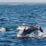 NP Brijuni Island Swimming & Dolphin Watching Sunset Cruise - The Cruise and the Scenic Viewpoints Along the Croatian Coastline