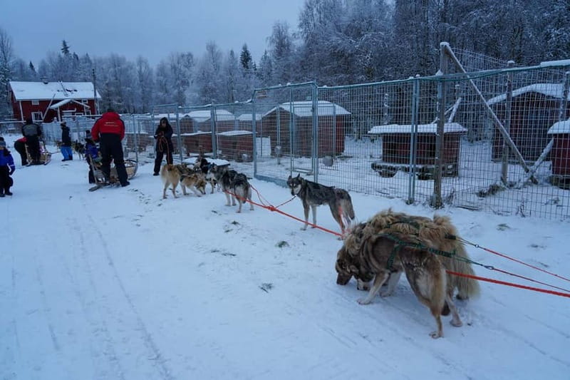 Nulkki Husky Adventure - The Scenic Route through Lapland’s Winter Forest