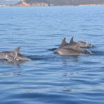 Observation of Dolphins and Snorkeling in a rubber boat in Olbia - Navigating the Gulf of Olbia’s Coastal Scenery