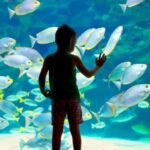 Oceanographic Museum of Monaco Ticket - The Museums Prime Location in La Condamine