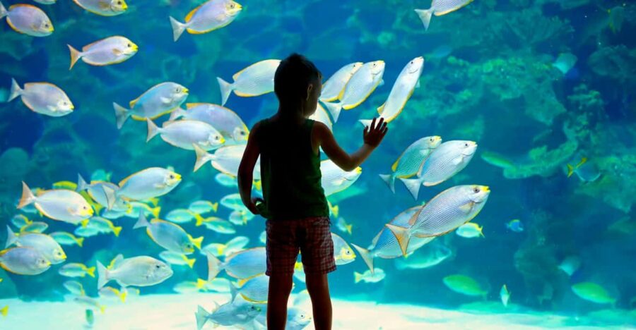 Oceanographic Museum of Monaco Ticket - The Museums Prime Location in La Condamine