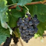 Oil & Wine Tasting - Inside the Historic Winery Cellar