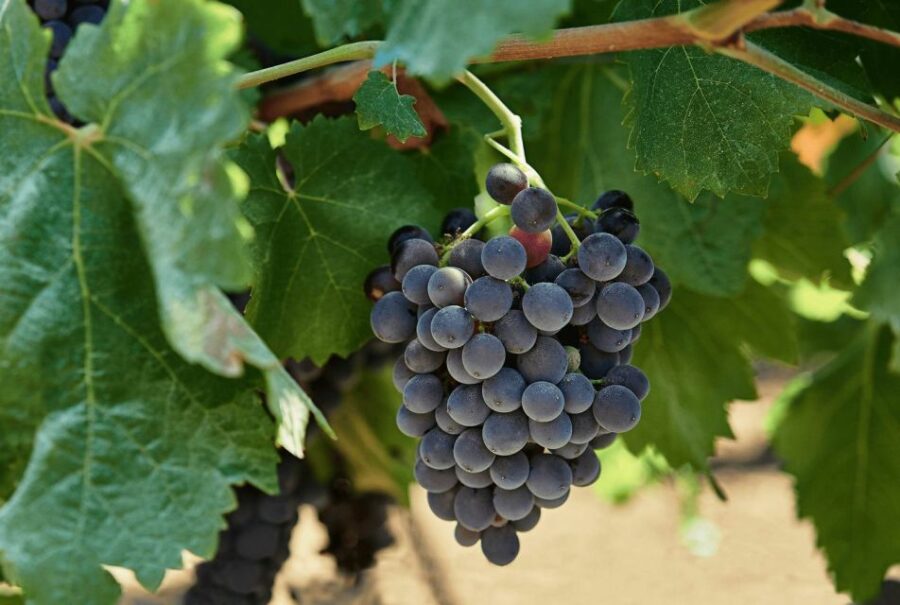 Oil & Wine Tasting - Inside the Historic Winery Cellar