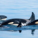 Ólafsvík: Whale Watching Tour - The Departure Point in Ólafsvík
