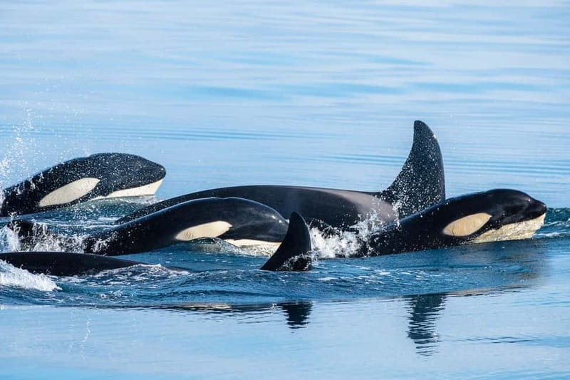 Ólafsvík: Whale Watching Tour - The Departure Point in Ólafsvík