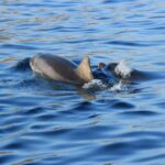 Olbia: Dolphin Watching and Snorkeling Boat Tour - Starting Point at Olbia Marina Offers Easy Access