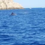 Olbia: Dolphin watching and snorkeling tour on Figarolo Island - From Olbia to Figarolo: Navigating the Sardinian Coast