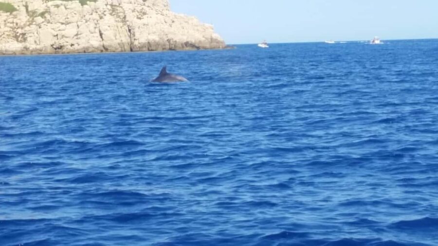 Olbia: Dolphin watching and snorkeling tour on Figarolo Island - From Olbia to Figarolo: Navigating the Sardinian Coast