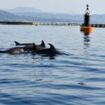 Olbia: : ecological boat trip for dolphin spotting - Starting Point at Olbia Marina
