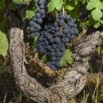 Olbia: Wine Tour in Gallura + Tasting + Transport Included - Scenic Transport from Costa Smeralda, Olbia, and Golfo Aranci