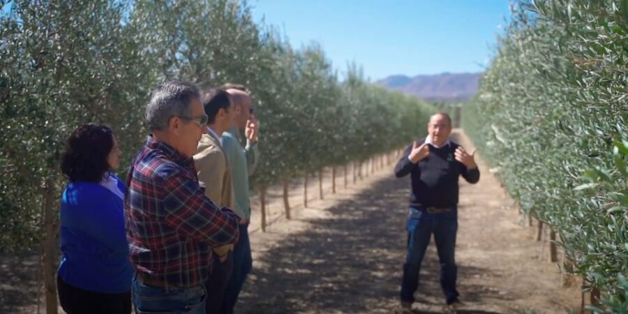 OleoAlmanzora: Guided tour olive groves and EVOO facilities - Starting at OleoAlmanzora Facilities in Pulpí