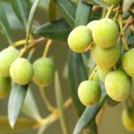 Oleotourism and olive oil tasting in Seville - Private tour - Walking Among Centuries-Old Olive Trees