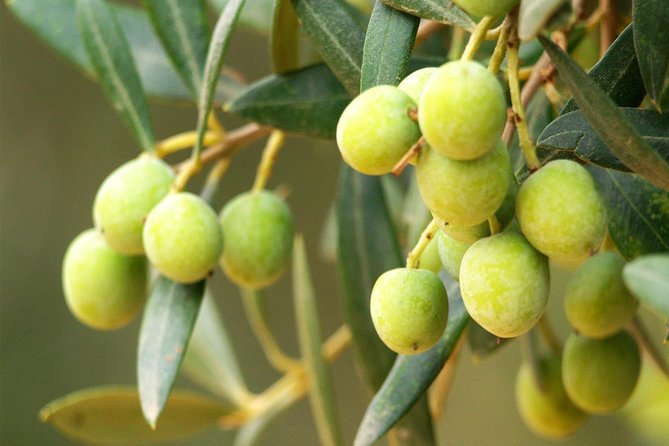 Oleotourism and olive oil tasting in Seville - Private tour - Walking Among Centuries-Old Olive Trees