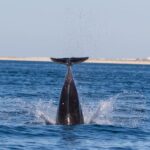 Olhão: Dolphin Observation - The Natural Habitat of Dolphins in the Ria Formosa