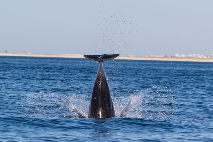 Olhão: Dolphin Observation - The Natural Habitat of Dolphins in the Ria Formosa
